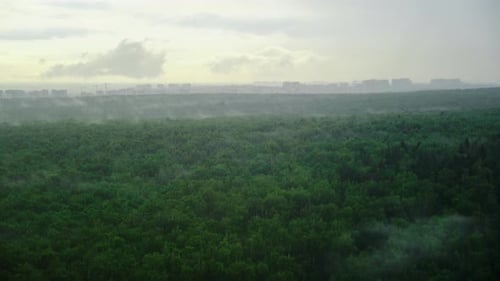Rain over summer trees in a green forest and steam evaporation, timelapse. Wet weather with water co