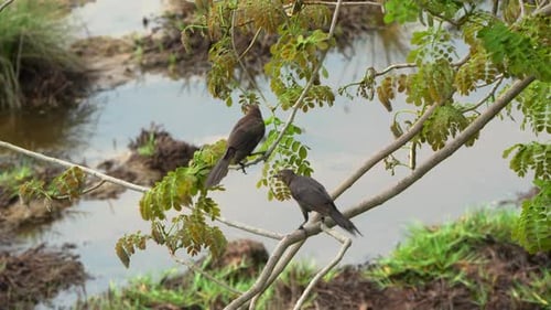 Verschiedene tropische Vögel wie Tyrannus melancholicus und Turdus grayi in der Natur