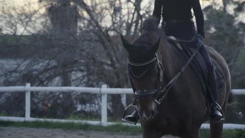 Close-up of a dark horse while riding in slow motion with an out-of-focus background at the end