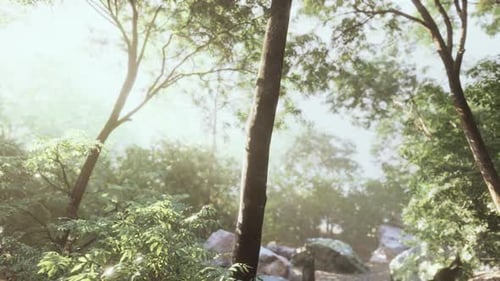 Evening Forest with Sun and Volume Light