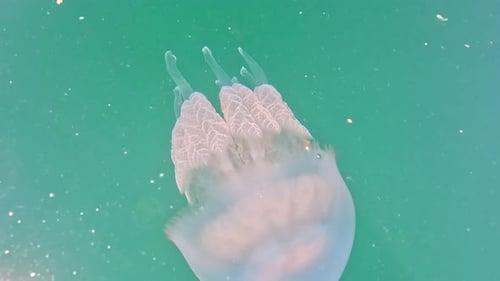 Sea Water Surface Low Angle View Over Jellyfish in Clear Azure Sea Water Sun Glare Abstract Nautical