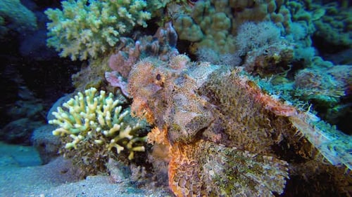 Underwater Scorpion Fish