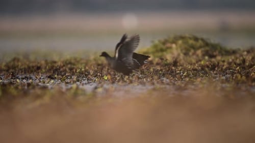 Common gallinule (Gallinula galeata) in swamp
