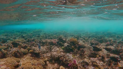Sea waves o surface of water over top of coral reef, many tropical fishes swim under waves