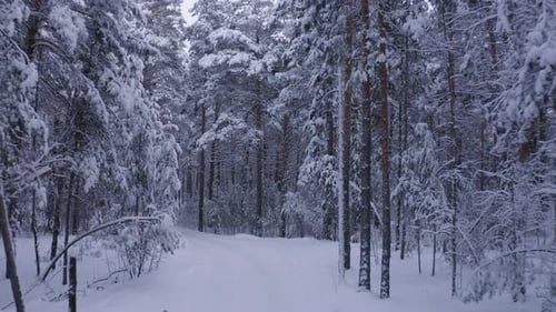 Walking in Snowy Winter Forest Landscape