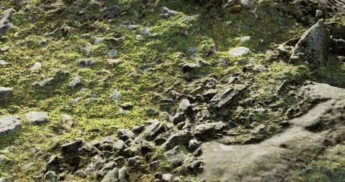 Camera Dolly Movement Over Realistic Mossy Ground and Rocks