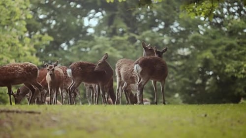 Herd Of Deer Grazing And Walking On Lush Green Grass