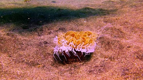 Tube anemone blooming with white and orange tentacles on the sandy seabed