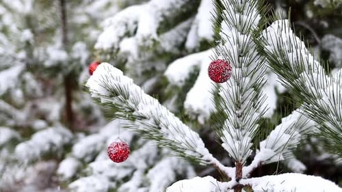 Snow-covered pine branches are decorated with New Year's red balls in snowfall close-up