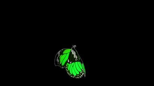 Vibrant green butterfly on black background