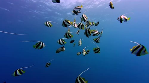 School Of Moorish Idol Fish Swimming In The Blue Sea In Dahab, Egypt. - underwater shot
