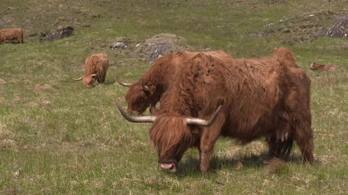 Highland cows grazing together in Highland glen, Scotland