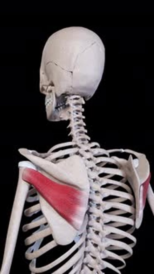 Infraspinatus Muscle Movement Vertical Video