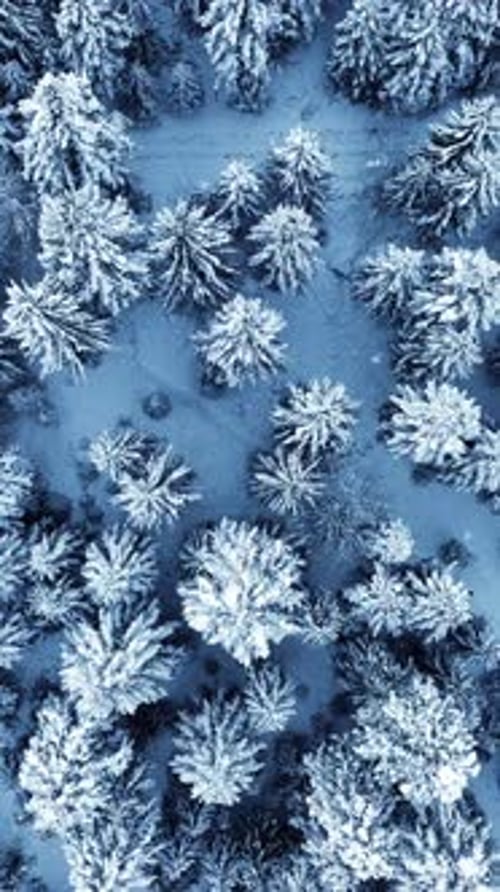 A Stunning Aerial View of a Beautiful SnowCovered Evergreen Forest in the Winter Season