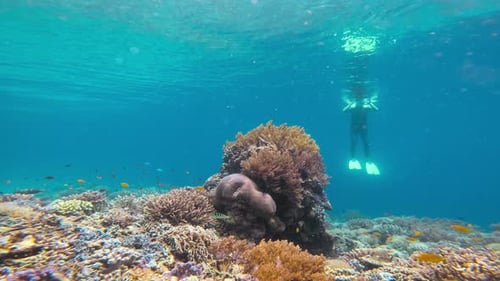 A snorkeler floats on the surface over coral reef teeming with diverse marine life.
