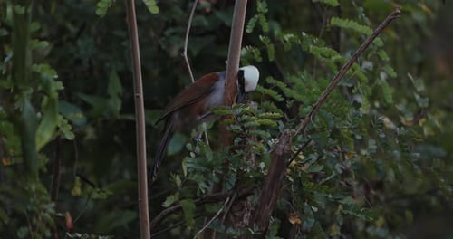 Bird Hidden in Lush Green Foliage in Natural Forest Setting