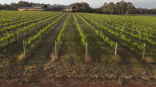Aerial flyover beautiful vineyard field, approaching big cottage during sunny day. Margaret river, A