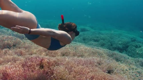 Woman Swims Underwater in the Tropical Sea and Moves Over the Vivid Coral Reef