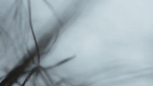 Focusing lints moving seen through an optical microscope