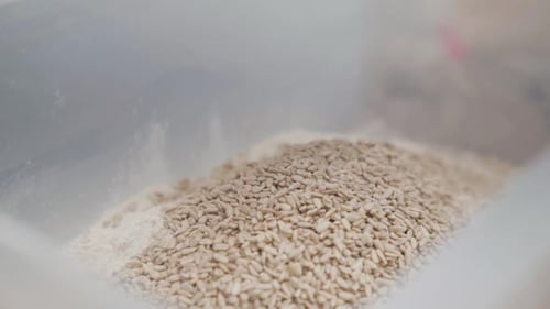 Sunflower Seeds Being Poured Into Container