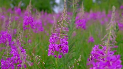 Honeybee Pollinating Pink Flowers in Summer Field
