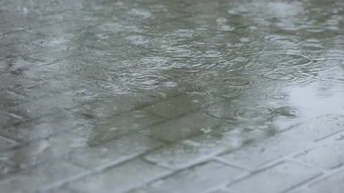 Summer Raindrops Fall in Puddles on Walk Pavement City Paved Road Green Grass
