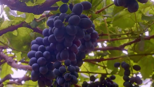 Abundant Grapes Hanging From The Vine