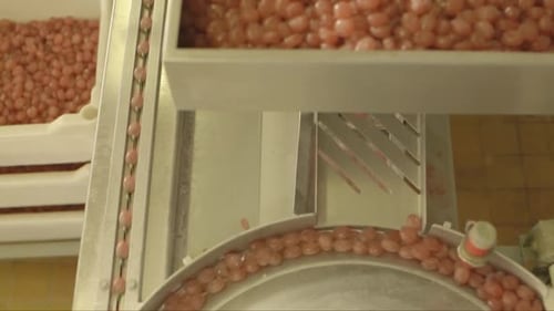 Candies Being Processed by Machine
