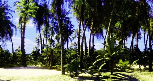 Walking Through Lush Tropical Palm Forest