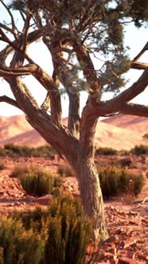 Lone Tree Standing in Nevada Desert