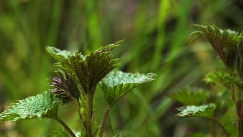 Ortie piquante (Urtica dioica). Gros plan de jeunes feuilles à bord dentelé, avec des trichées visibles
