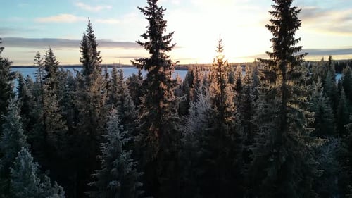 Aerial view of winter landscapes with snow-covered forest in Finland