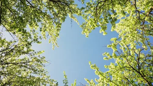 Springtime View Through Apple Tree Branches