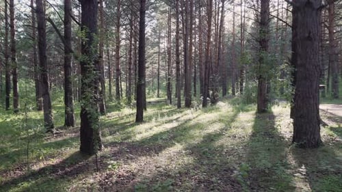 Rays of evening sunshine on green grass in pine woods