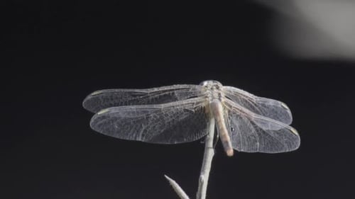 Dragonfly on a leaf