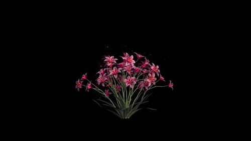 Animated Pink Flowers Growing and Blooming Sequence