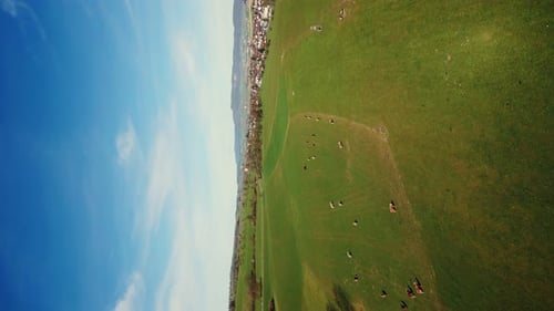 Cows grazing on green pasture, vertical video
