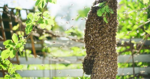 Swarm of Bees on Tree Branch