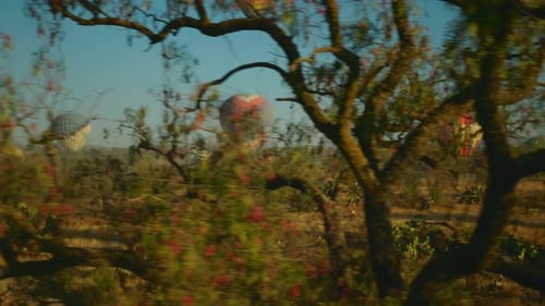 Hot air balloon passing by tree in Mexican desert