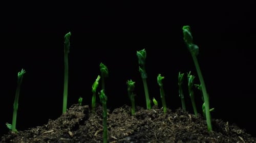 Sprouts Growing in Soil Time Lapse