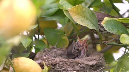 Bird Feeds its Young in Lemon Tree