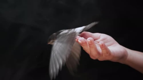 Hand Holding Small Bird Flapping Wings Then Flying