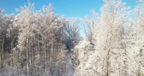 Trees Covered with Frost