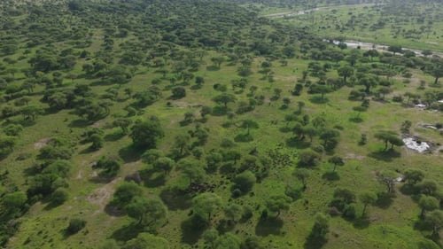 Drone shot of the landscape in Tarangire National Park