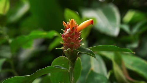 The Zingiberaceae Curcuma Longa plant in Taipei Botanical Garden