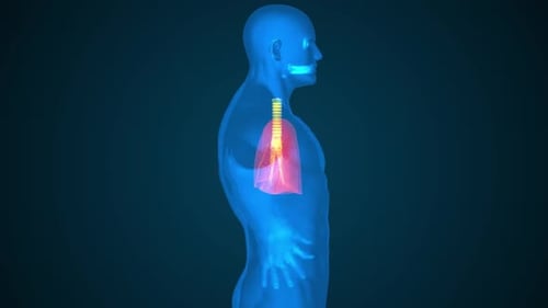 Human Lungs and Respiratory System 3D Medical Scan Animation