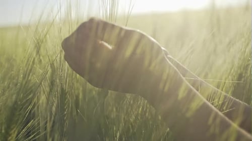 Happy Farmer Checking Cereal Blades in Field