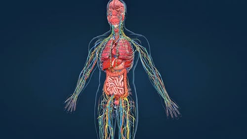 Human Urinary System 3D Animation