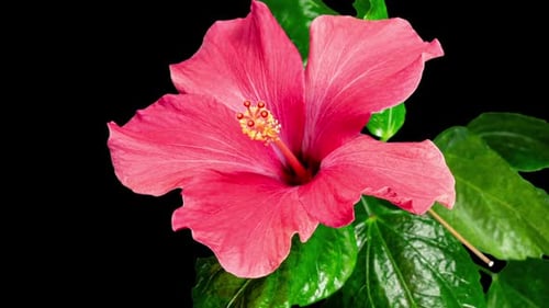 Pink Hibiscus Opens Big Flower in Time Lapse. Blooming Red Plant on a Black Background
