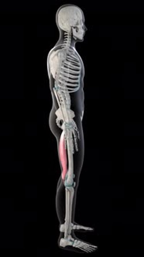 Semitendinosus Muscles On Whole Human Body Vertical Video